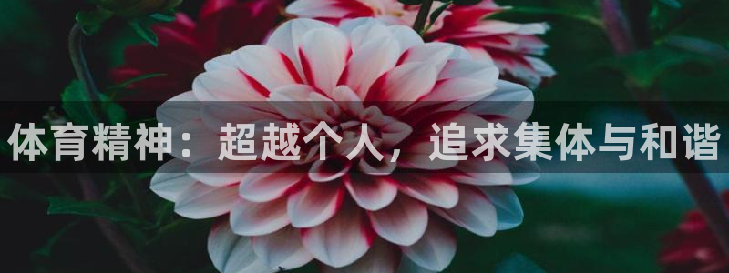 JJB竞技宝官方正版app娱乐是那个系列的台子：体育
